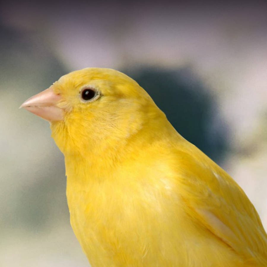 Yellow Bird 桌布 壁紙 — 一隻充滿活力的黃色金絲雀特寫，羽毛柔軟，粉紅色小喙，背景模糊的自然環境。