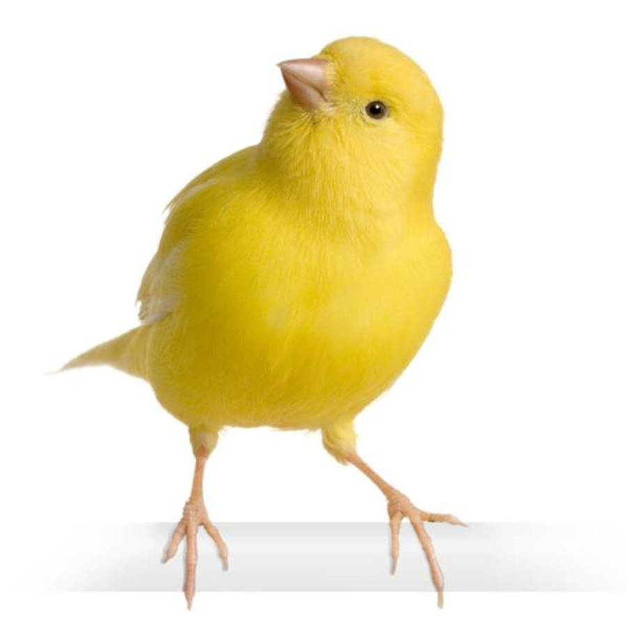 Yellow Bird 桌布 壁紙 — 一隻充滿活力的黃色金絲雀自信地棲息在白色表面上，背景是純白色。