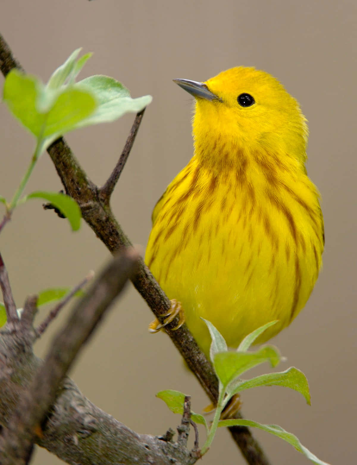 Yellow Warbler 桌布 壁紙 — 一隻充滿活力的黃色鶯鳥，黑色眼睛，棲息在裝飾著新鮮綠葉的樹枝上，背景是柔和的棕色。