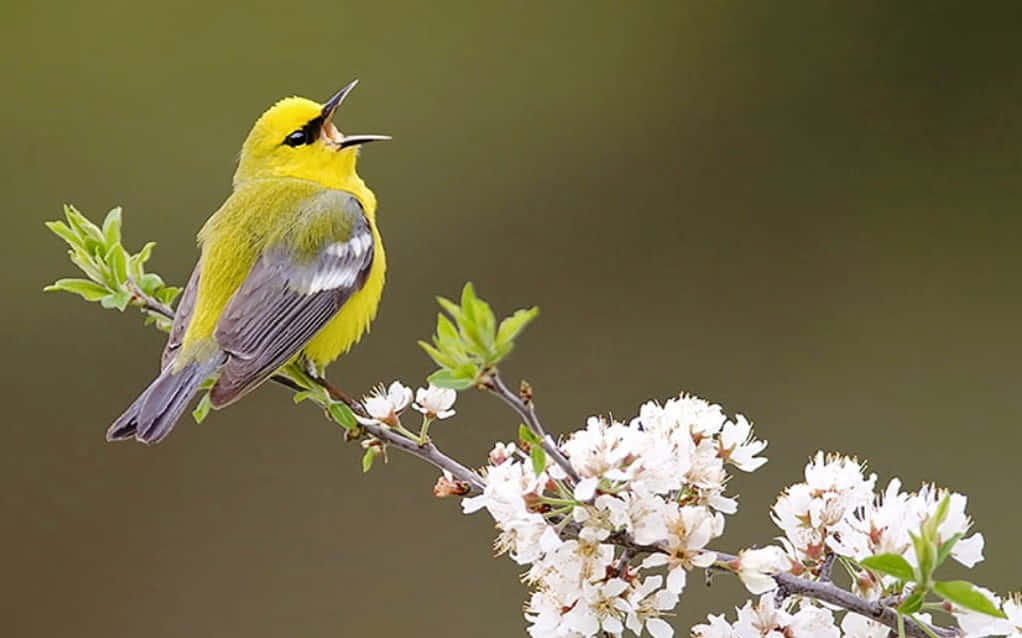 Birds Chirping 桌布 壁紙 — 一隻充滿活力的黃色鶯鳥在開滿白花的樹枝上歌唱，背景是柔和模糊的綠色。