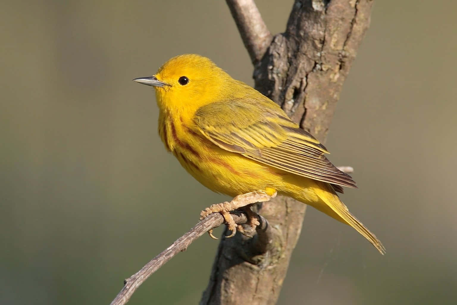 Yellow Warbler 桌布 壁紙 — 一隻充滿活力的黃色鶯鳥棲息在紋理分明的樹枝上，背景是柔和模糊的自然景色。