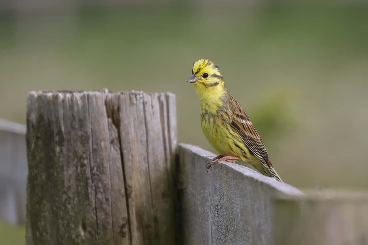 Yellowhammer 桌布 壁紙 — 一隻充滿活力的黃鸝警覺地棲息在風化的木籬笆柱上，背景是柔和的模糊綠色。