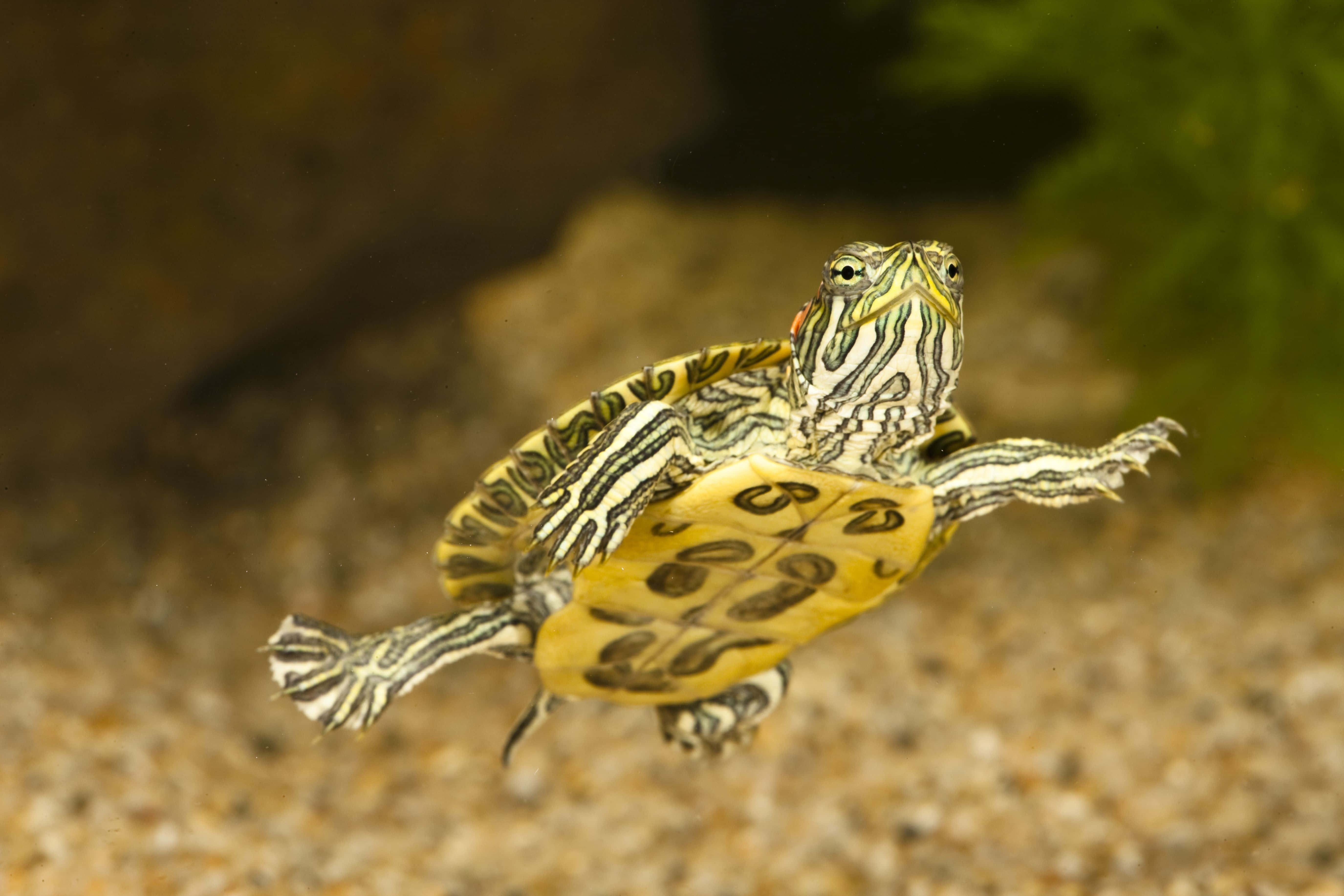 Baby Turtle 桌布 壁紙 — 一隻充滿活力的黃黑圖案海龜在清澈的水中優雅地伸展四肢，游過沙質基底。