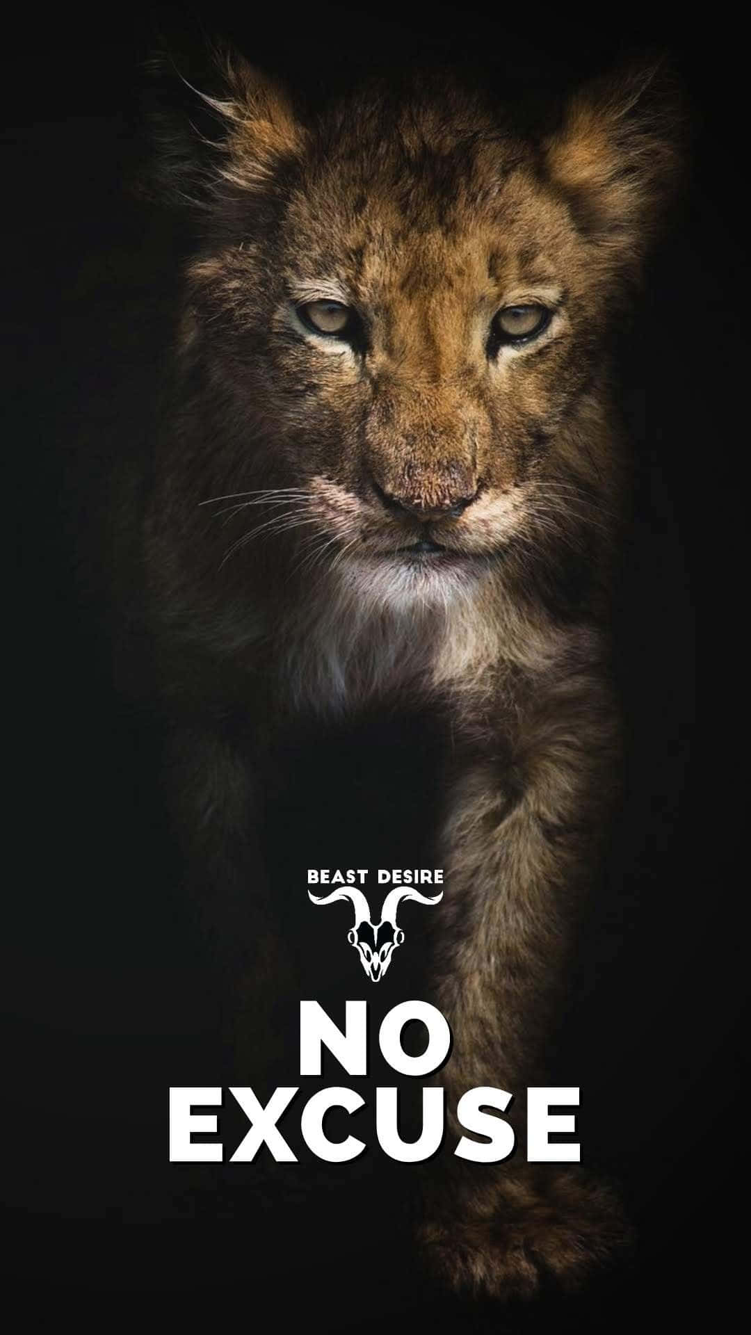 桌布 壁紙 — 一隻兇猛的幼獅在黑色背景上，帶有粗體白色文字 no excuse，強烈凝視。