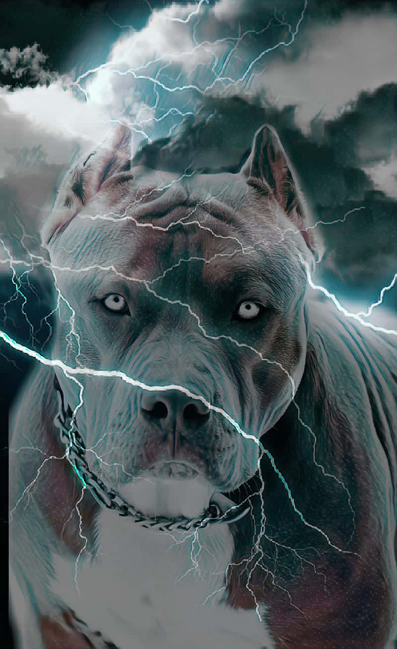 黑色 桌布 壁紙 — 一隻兇猛的比特犬在暴風雨的天空下，閃電在牠頭周圍劈啪作響，牠凝視著。