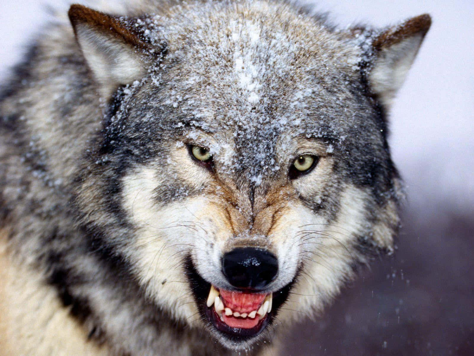 3d Wolf 桌布 壁紙 — 一隻兇猛的灰狼，毛皮上沾滿雪花，在冬季場景中直接對著鏡頭咆哮。