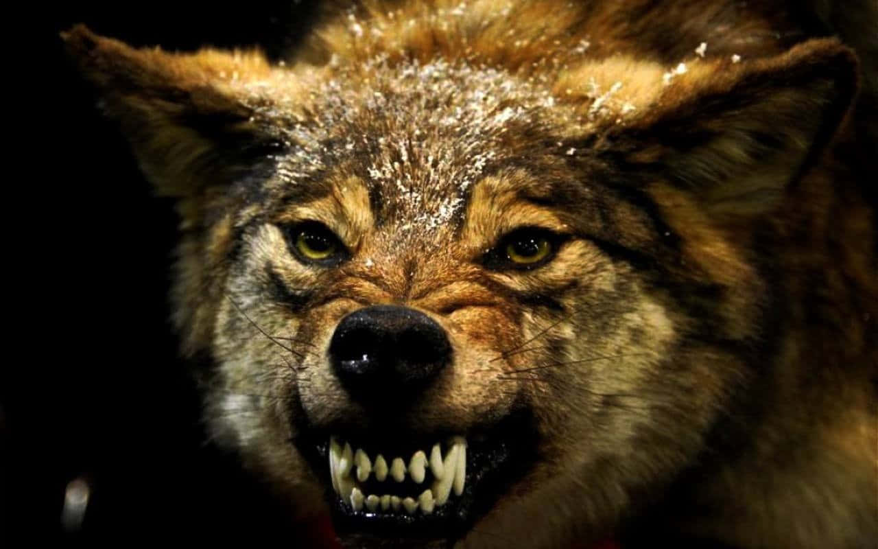 Angry Wolf 桌布 壁紙 — 一隻兇猛的狼，毛皮上帶有雪花，在黑暗背景下齜牙咧嘴地咆哮。