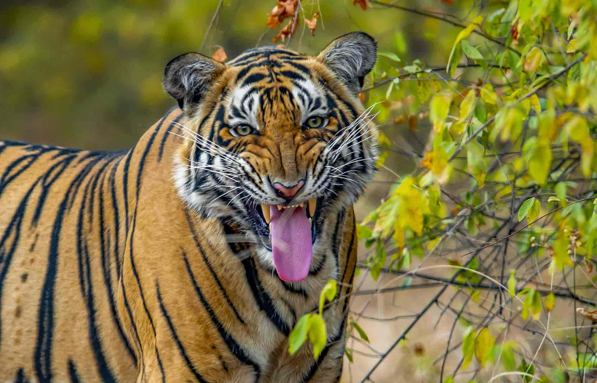 Bengal Tiger 桌布 壁紙 — 一隻兇猛的老虎，帶有橙色條紋和粉紅色舌頭伸出，被綠色和黃色的秋葉包圍。