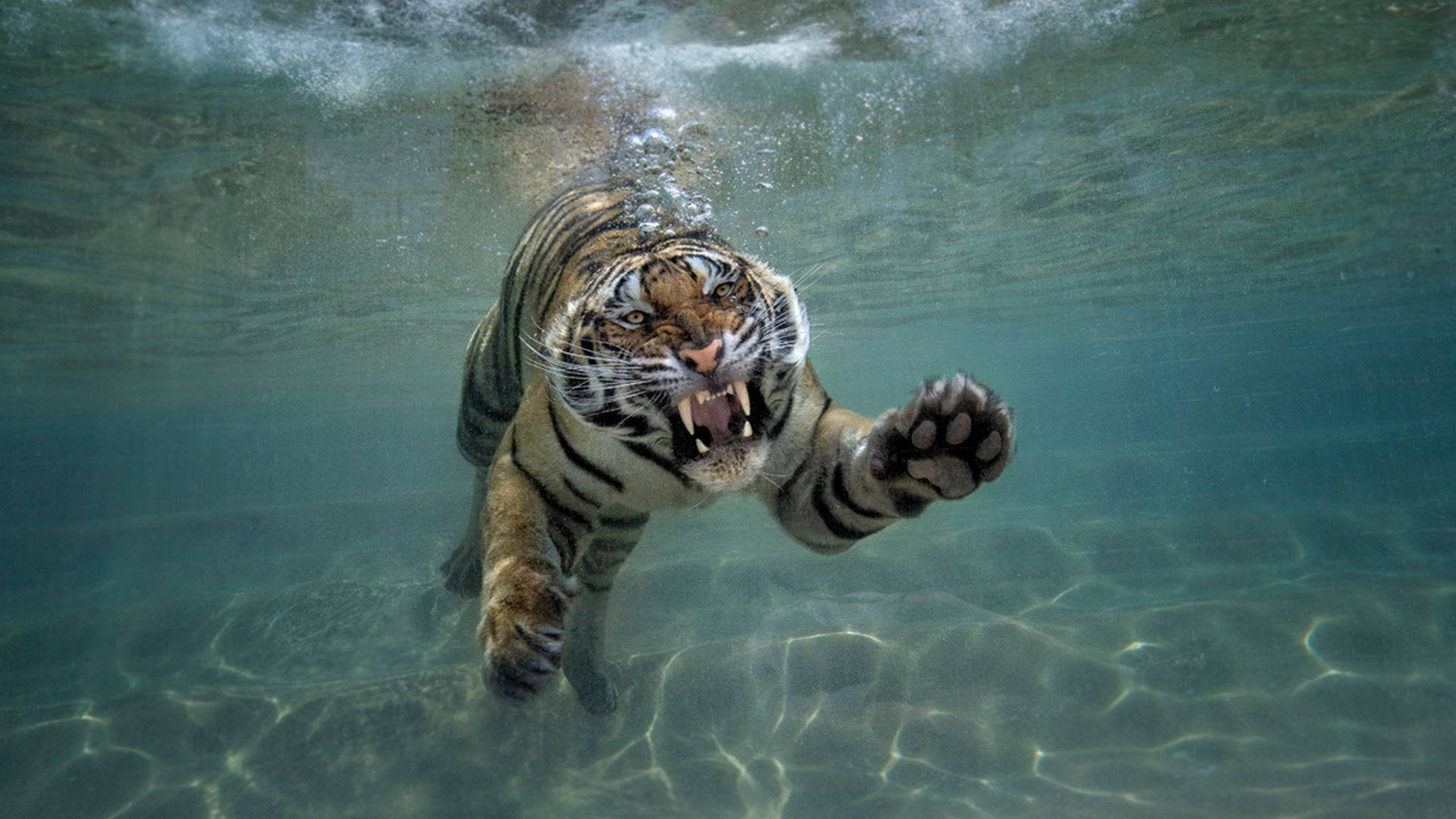 Swimming 桌布 壁紙 — 一隻兇猛的老虎在清澈的藍色水中游泳，露出牙齒，前爪伸向觀眾。