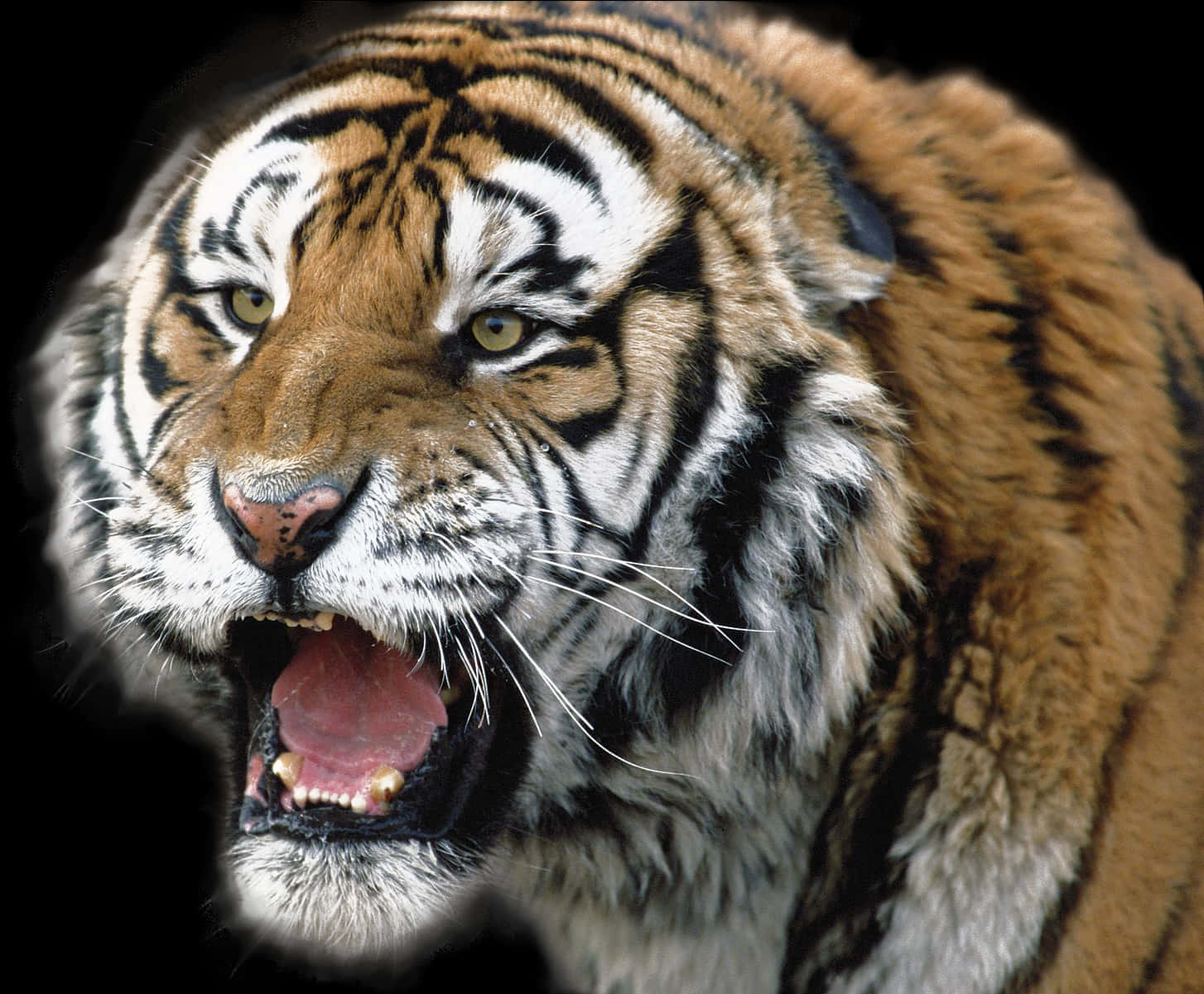 Roaring Tiger 桌布 壁紙 — 一隻兇猛的老虎在純黑背景上齜牙咆哮，其橙色和黑色條紋細節生動。