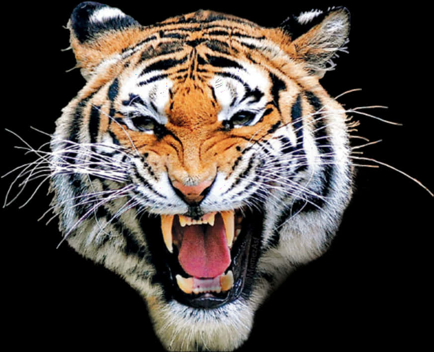 Roaring Tiger 桌布 壁紙 — 一隻兇猛的老虎在純黑背景中張牙咆哮，其橙色和黑色條紋細節栩栩如生。