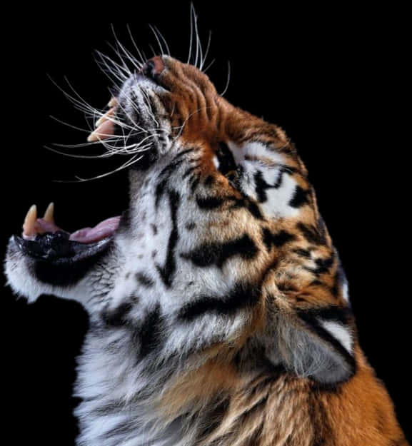 Roaring Tiger 桌布 壁紙 — 一隻兇猛的老虎在純黑背景前張大嘴巴打呵欠，露出尖銳的牙齒和鬍鬚。
