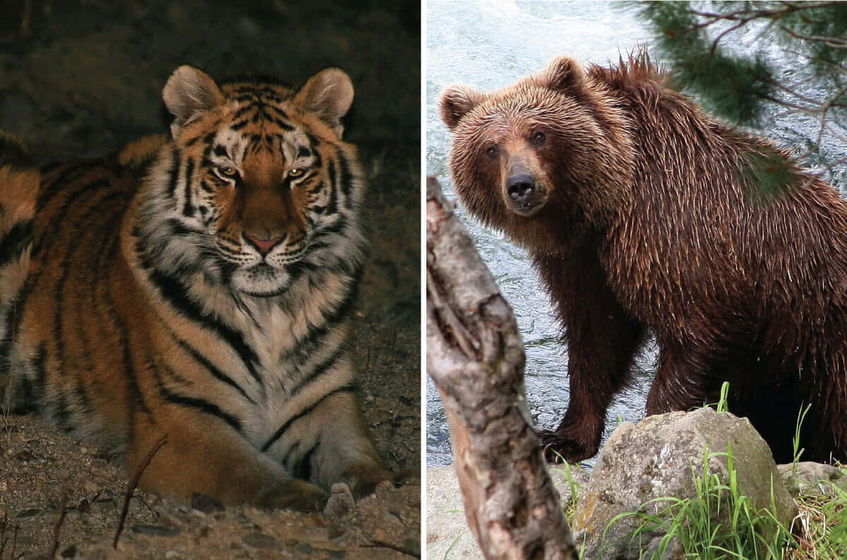 Brown Bears 桌布 壁紙 — 一隻兇猛的老虎在陰影中休息，而一隻濕漉漉的棕熊警覺地站在河岸邊。