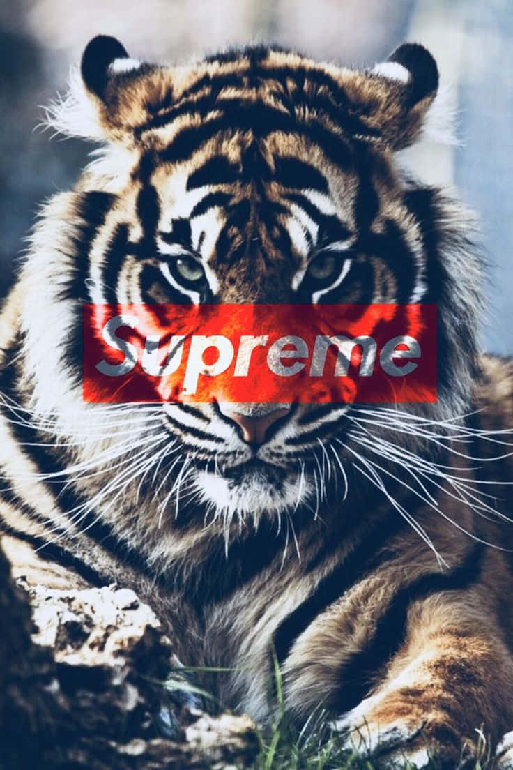 supreme 桌布 壁紙 — 一隻兇猛的老虎直視鏡頭，紅色Supreme標誌遮住了它的嘴巴。