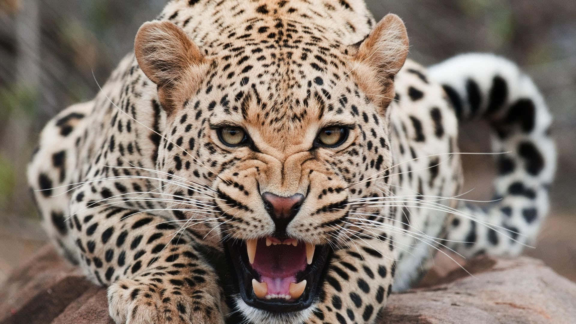 Jaguar 桌布 壁紙 — 一隻兇猛的花豹，身上有斑點皮毛和露出牙齒，在模糊的自然環境中從岩石突出處凝視著。