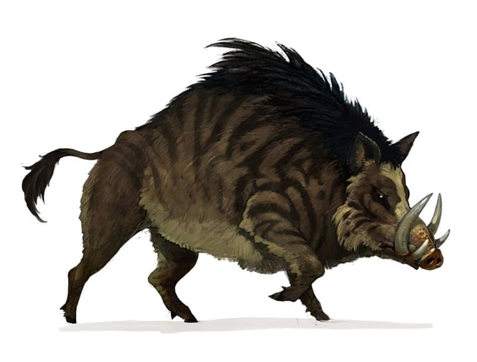 Boar 桌布 壁紙 — 一隻兇猛的野豬，擁有深色剛毛鬃毛和彎曲的獠牙，在純白色背景上向前邁進。
