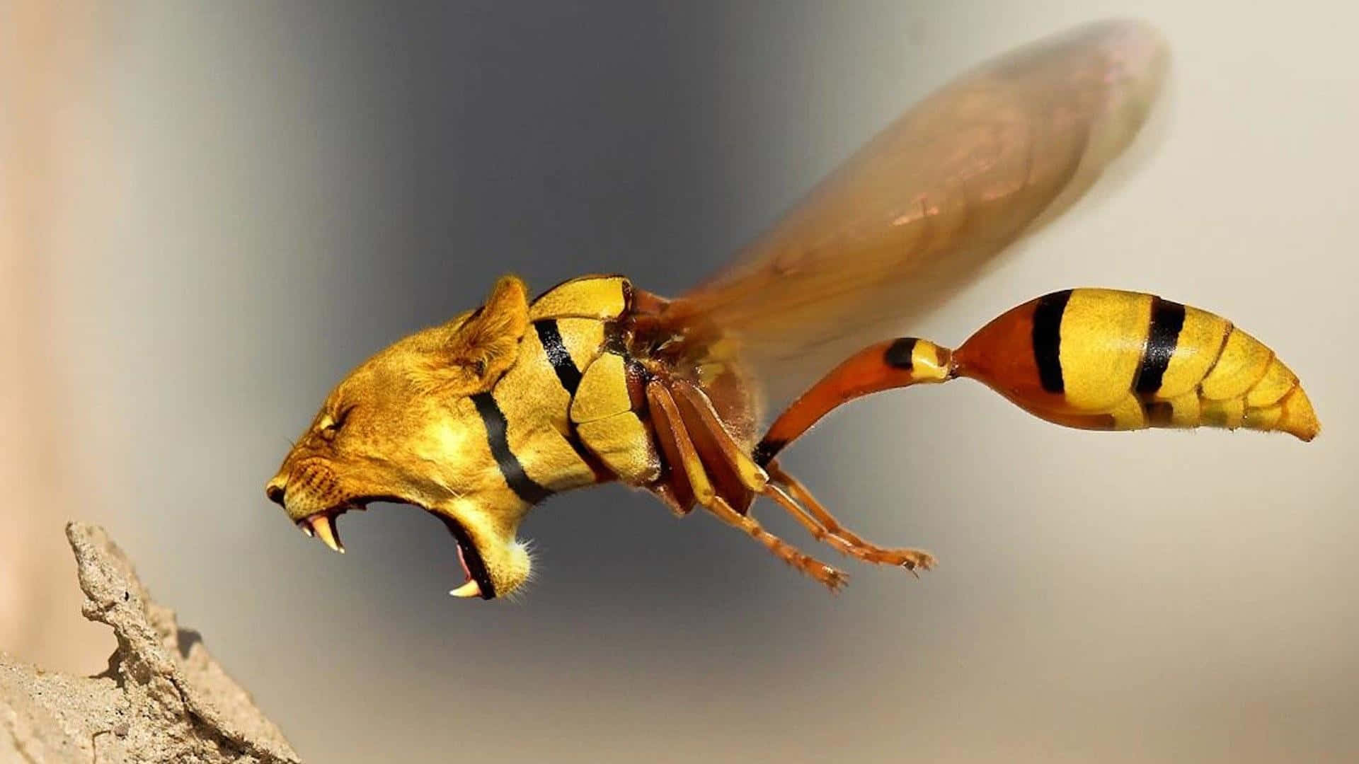 Black And Yellow 桌布 壁紙 — 一隻兇猛的黃蜂，長著咆哮的獅頭，在飛行中，背景柔和模糊。