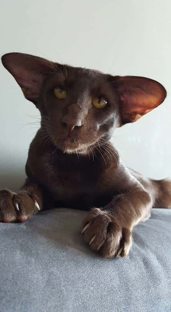Havana Brown Cat 桌布 壁紙 — 一隻光滑深棕色、大耳朵、明亮黃色眼睛的貓咪特寫，正休息在灰色表面上。