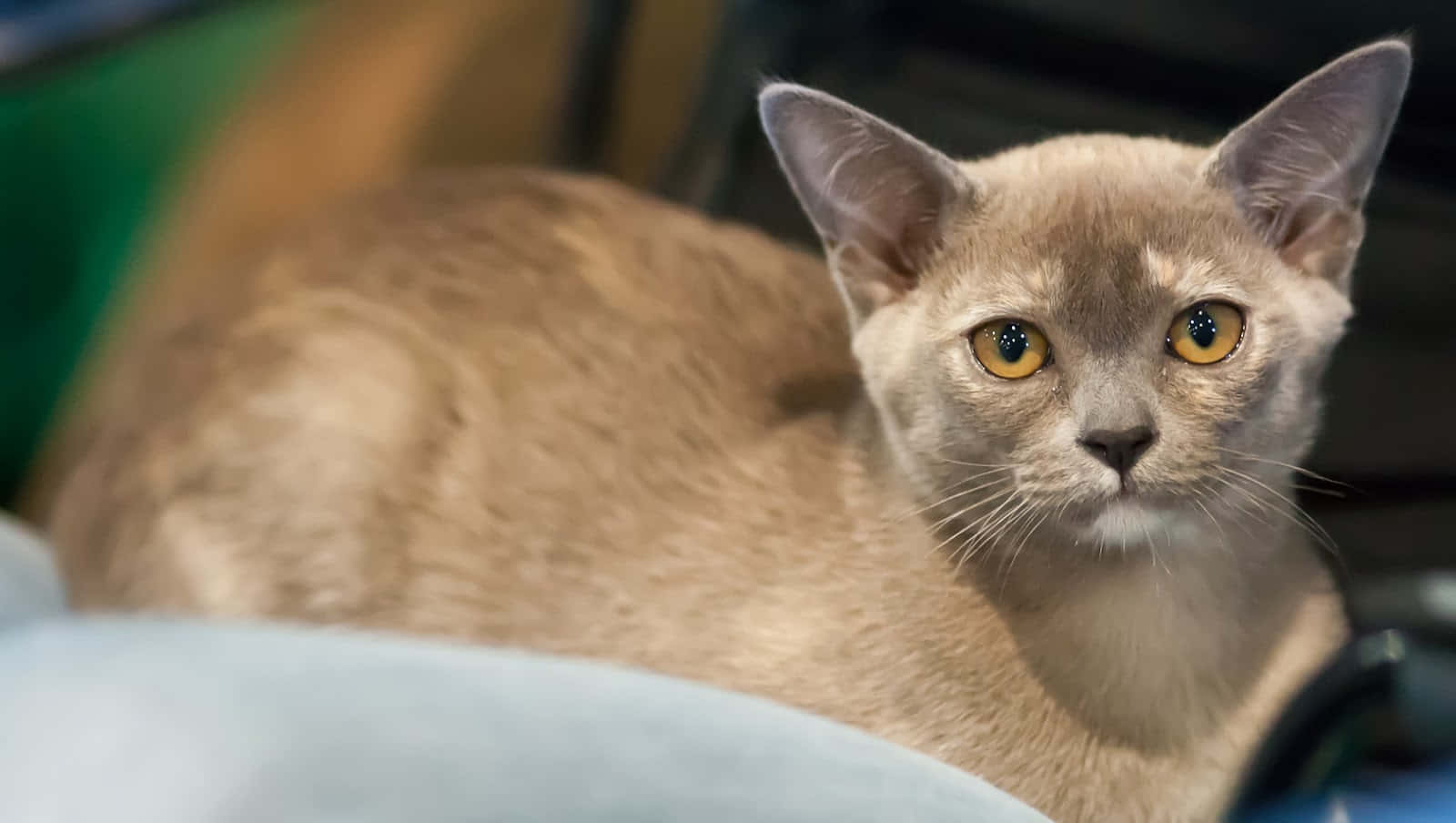 Burmese Cat 桌布 壁紙 — 一隻光滑淺棕色貓咪的特寫，擁有引人注目的金色眼睛，專注地凝視著相機。