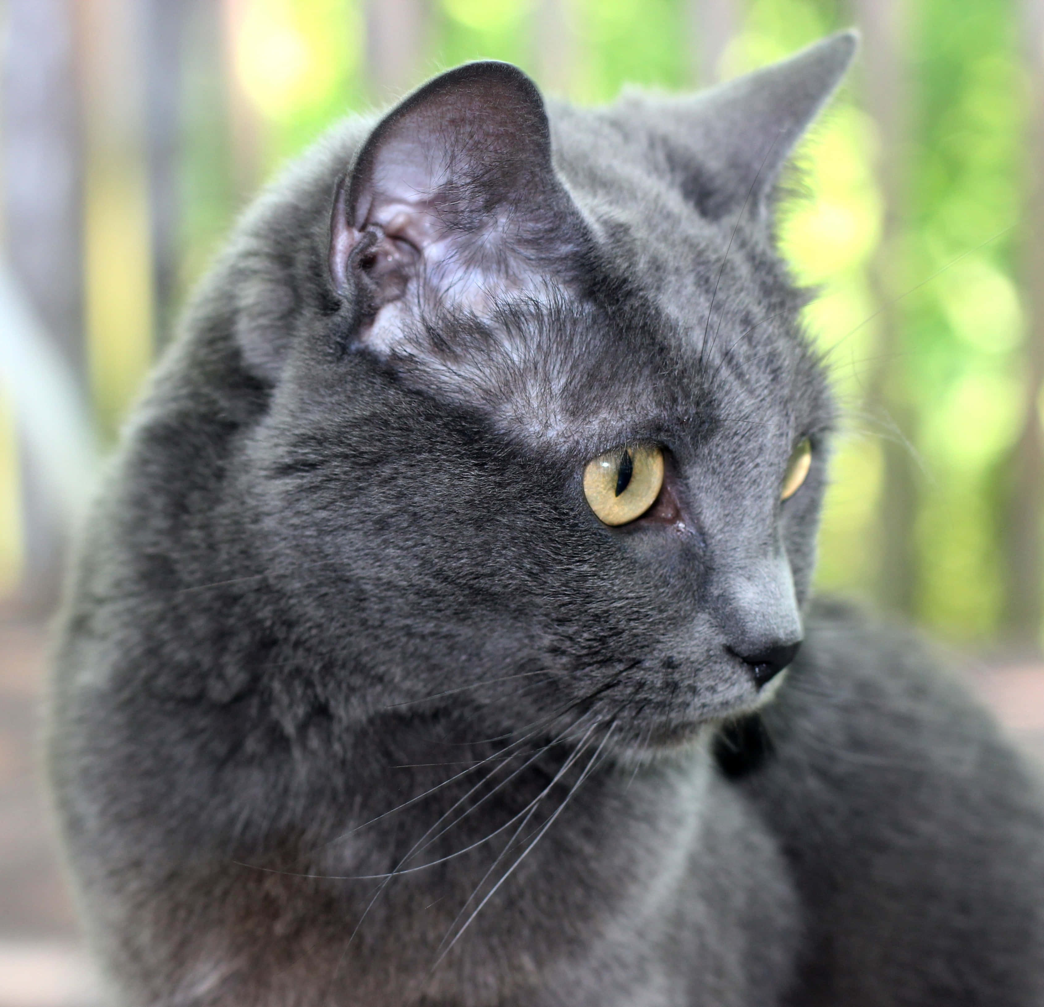 grey cat 桌布 壁紙 — 一隻光滑灰色貓咪的特寫，擁有引人注目的黃色眼睛，在柔和的綠色模糊背景下凝視著。