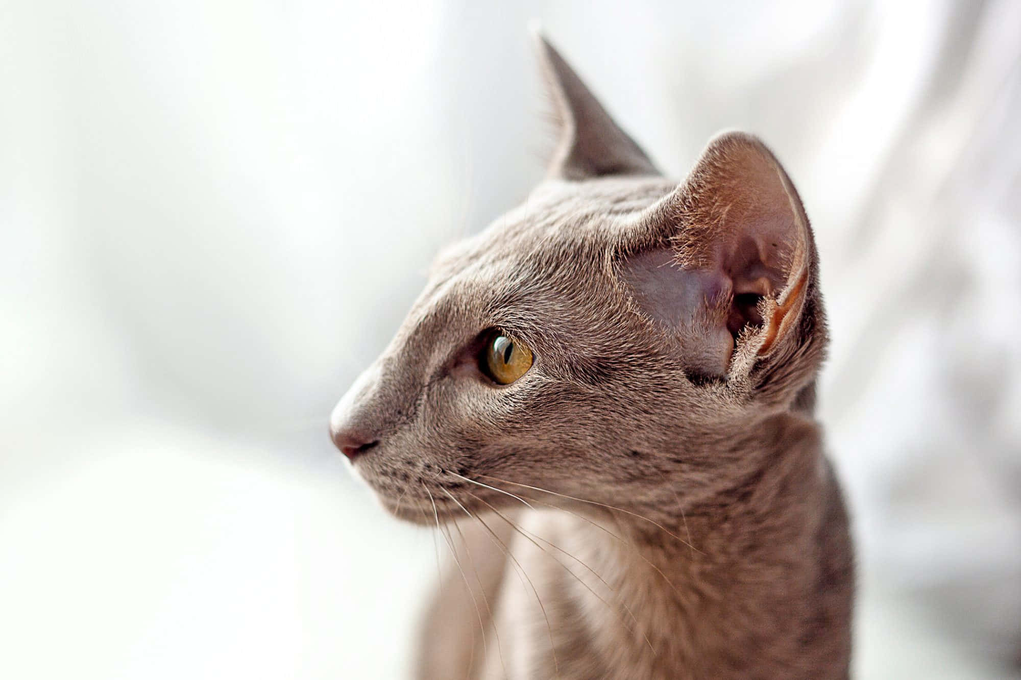 Oriental Shorthair 桌布 壁紙 — 一隻光滑灰色貓咪的近距離特寫，琥珀色的眼睛在柔和模糊的背景前若有所思地凝視。