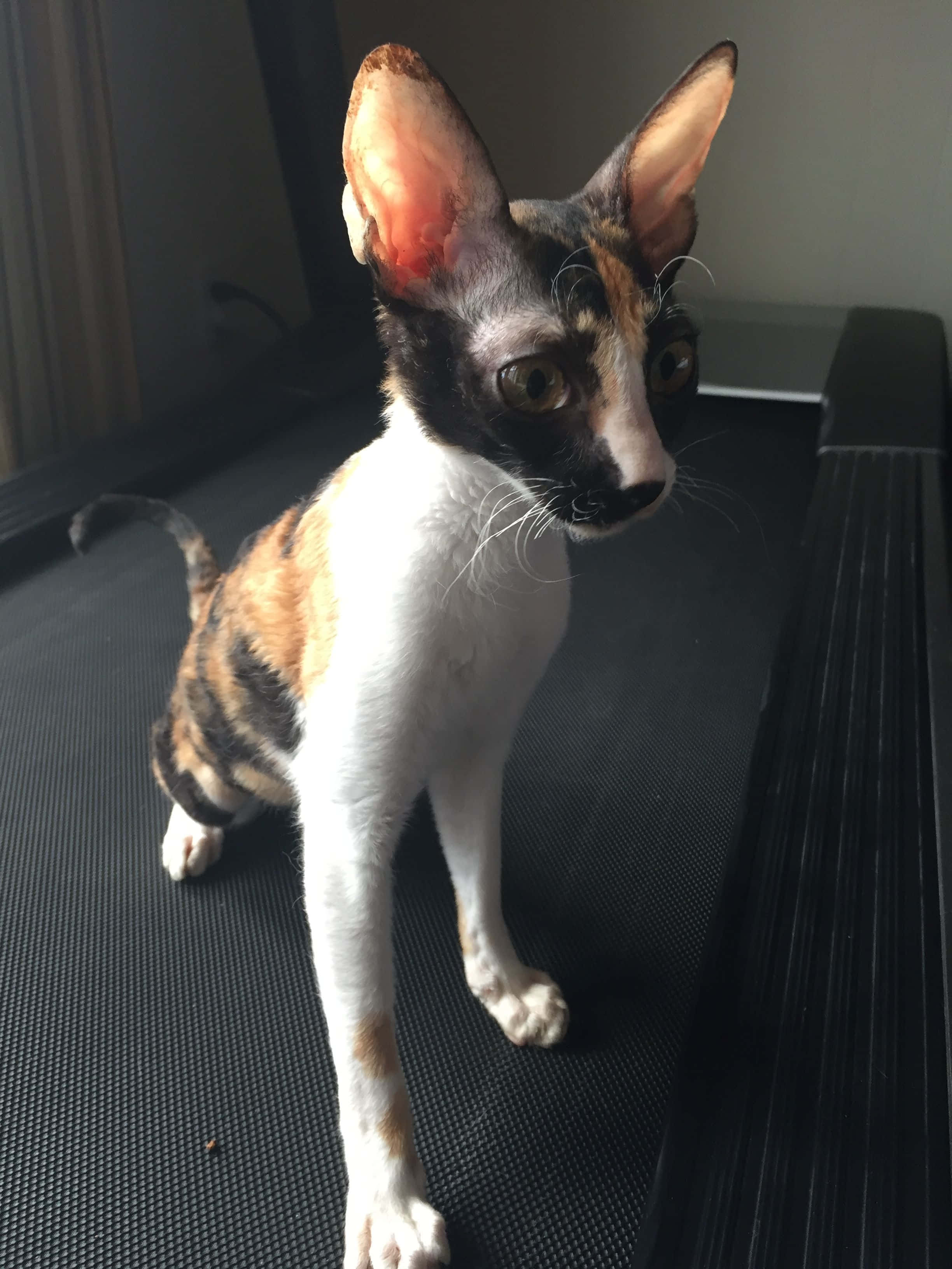 Cornish Rex 桌布 壁紙 — 一隻光滑無毛、帶有黑色、白色和橙色斑塊的貓警覺地坐在黑色紋理表面上。