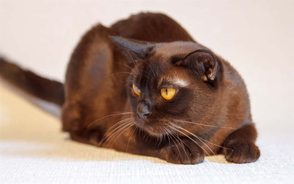 Havana Brown Cat 桌布 壁紙 — 一隻光滑的巧克力棕色貓咪，擁有引人注目的琥珀色眼睛，優雅地躺臥在柔軟的質感表面上。