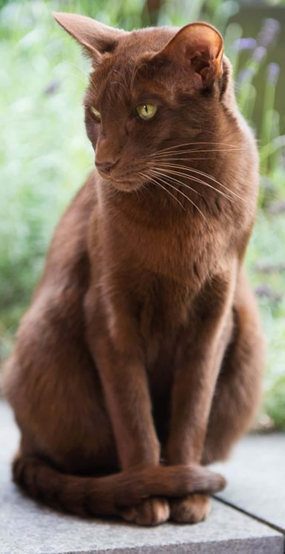 Havana Brown Cat 桌布 壁紙 — 一隻光滑的巧克力色貓咪，擁有引人注目的綠色眼睛，優雅地坐在石階上，周圍是模糊的綠色樹葉。