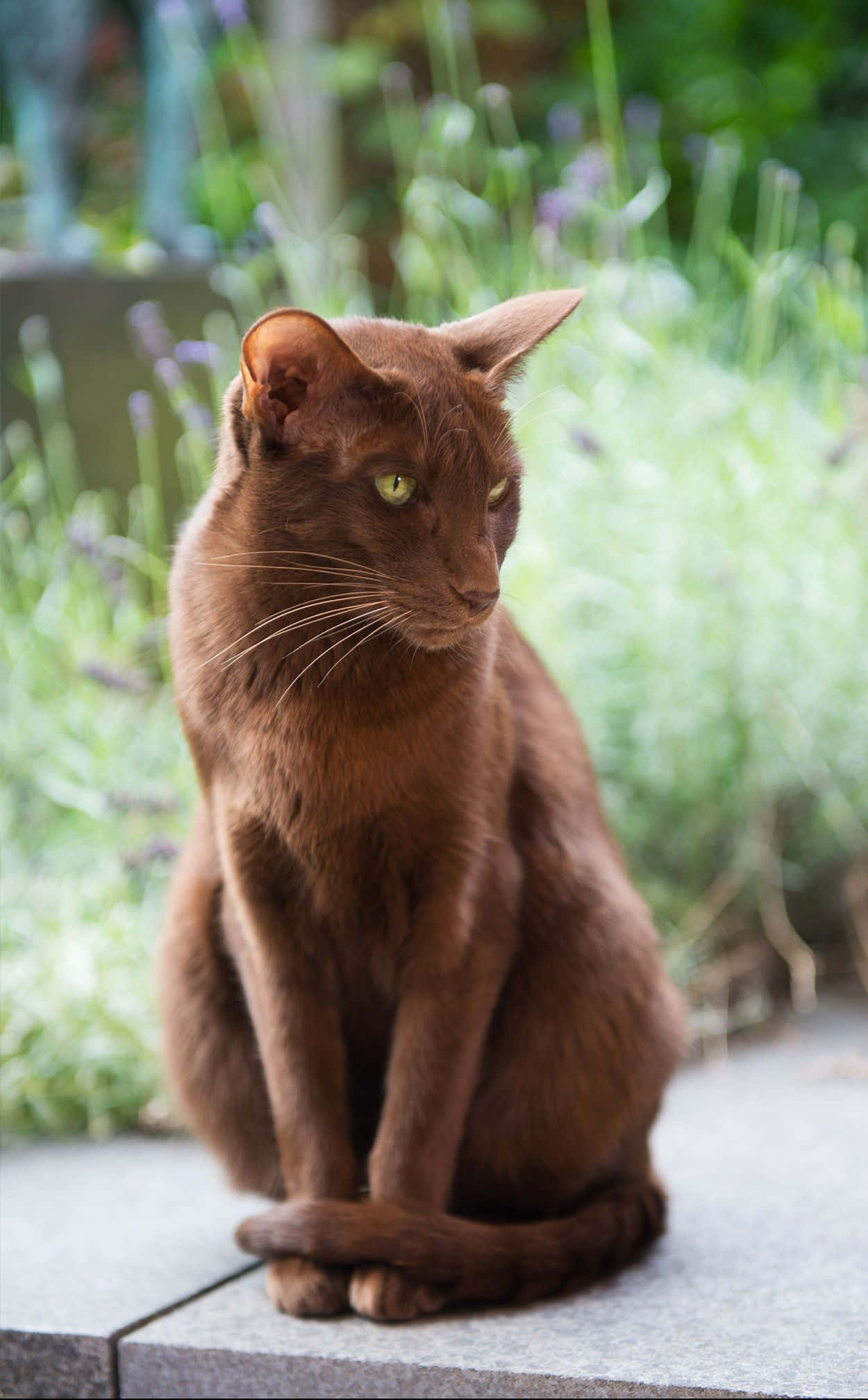 Havana Brown Cat 桌布 壁紙 — 一隻光滑的巧克力色貓咪，擁有引人注目的綠色眼睛，端坐在石階上，周圍是模糊的薰衣草和綠色葉子。