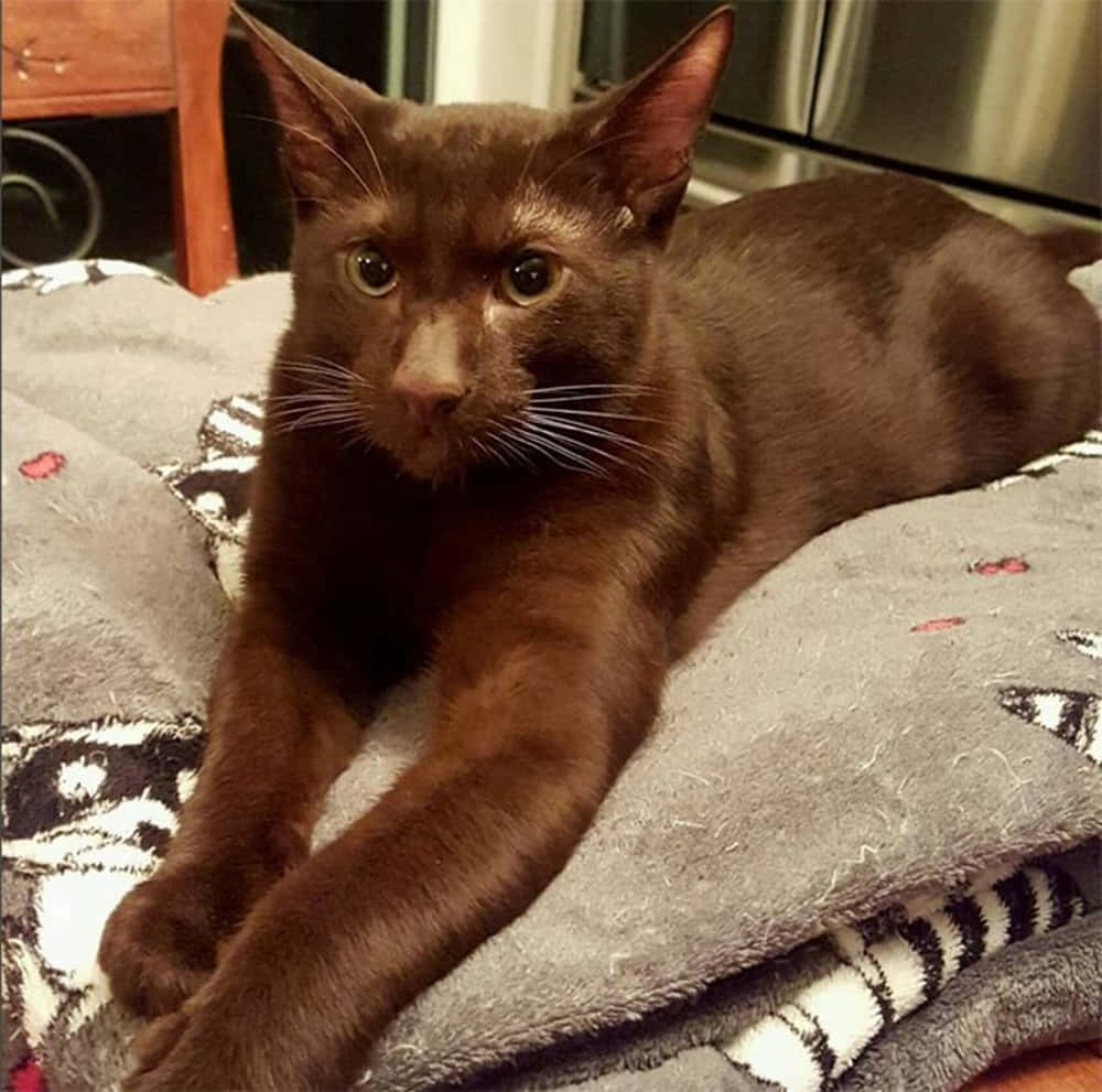Havana Brown Cat 桌布 壁紙 — 一隻光滑的巧克力色貓咪在舒適的室內環境中，威風凜凜地躺在一張有圖案的灰色毯子上。