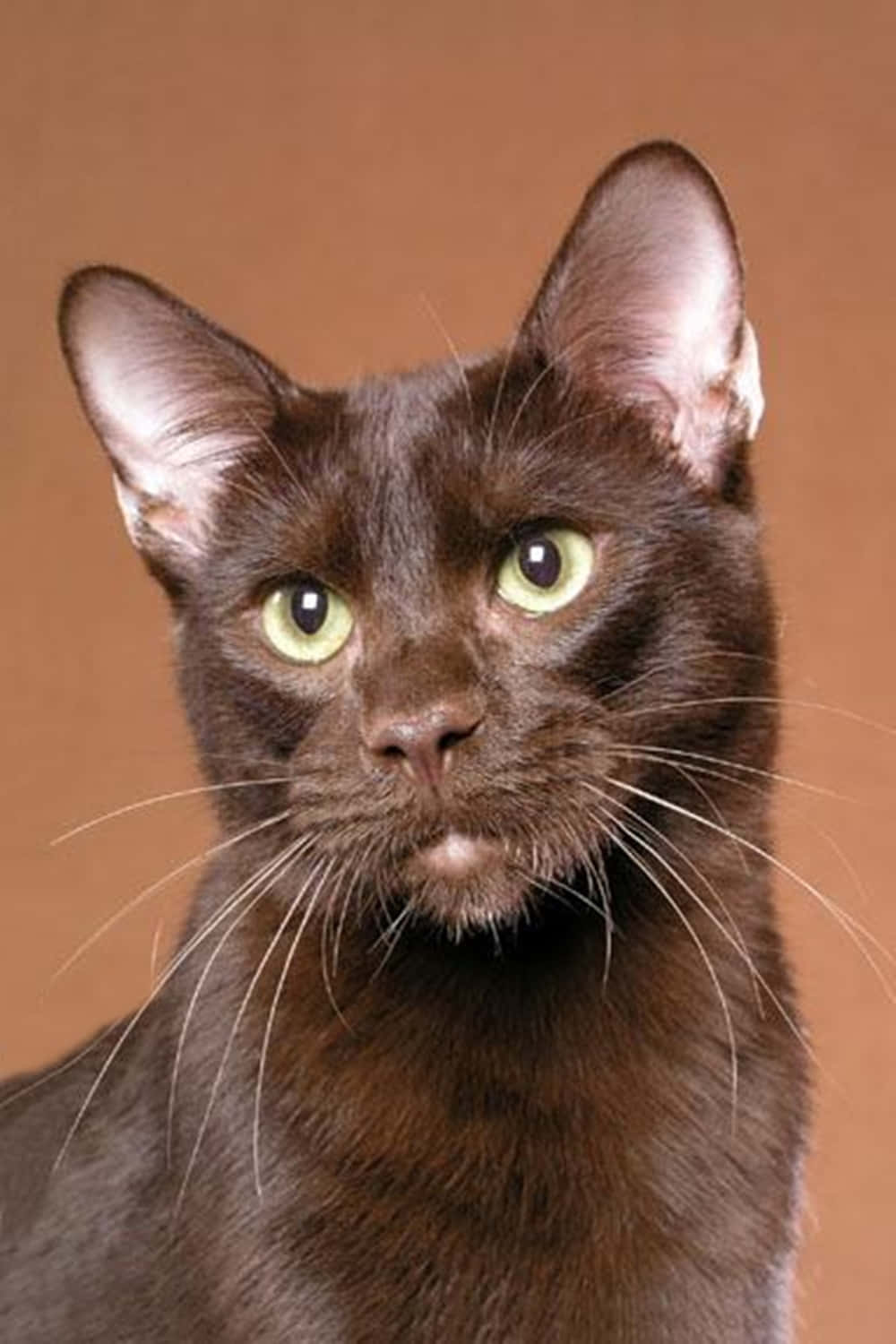 Havana Brown Cat 桌布 壁紙 — 一隻光滑的巧克力色貓咪的特寫肖像，擁有搶眼的綠色眼睛，背景是溫暖的棕色。