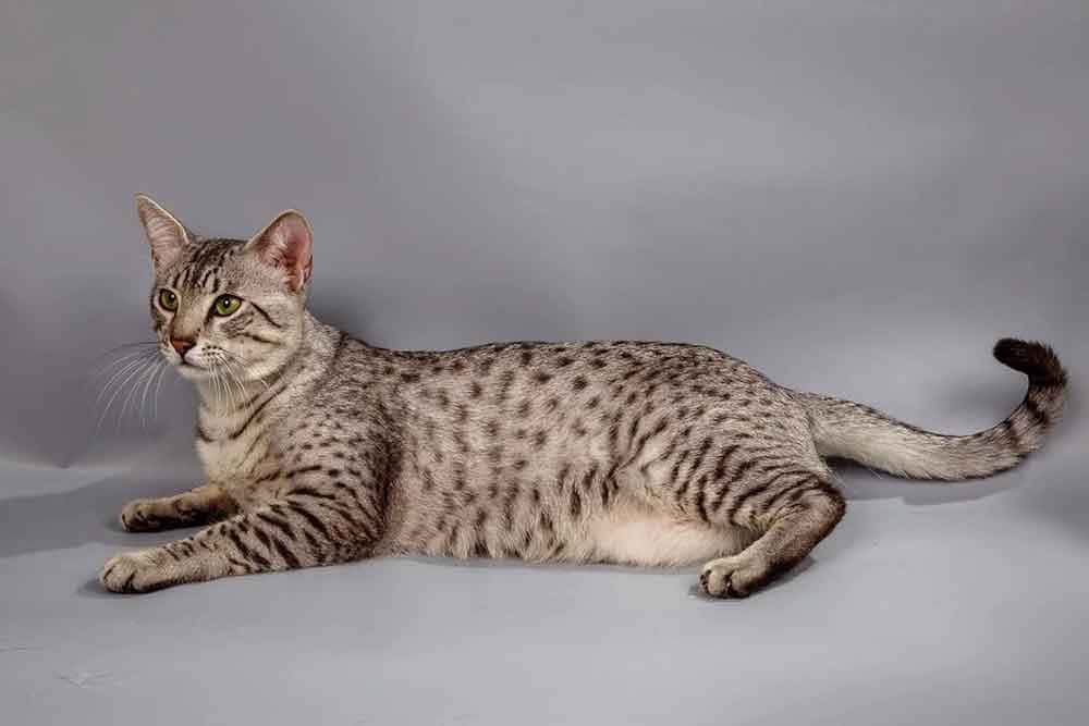 Egyptian Mau 桌布 壁紙 — 一隻光滑的斑點貓，有著綠色眼睛，優雅地躺在一塊普通的灰色攝影棚地板上。