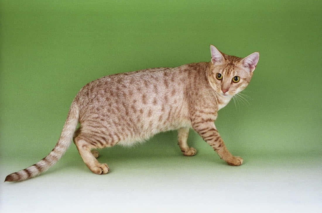 Ocicat 桌布 壁紙 — 一隻光滑的斑點貓，琥珀色的眼睛，自信地走在純綠色背景前。