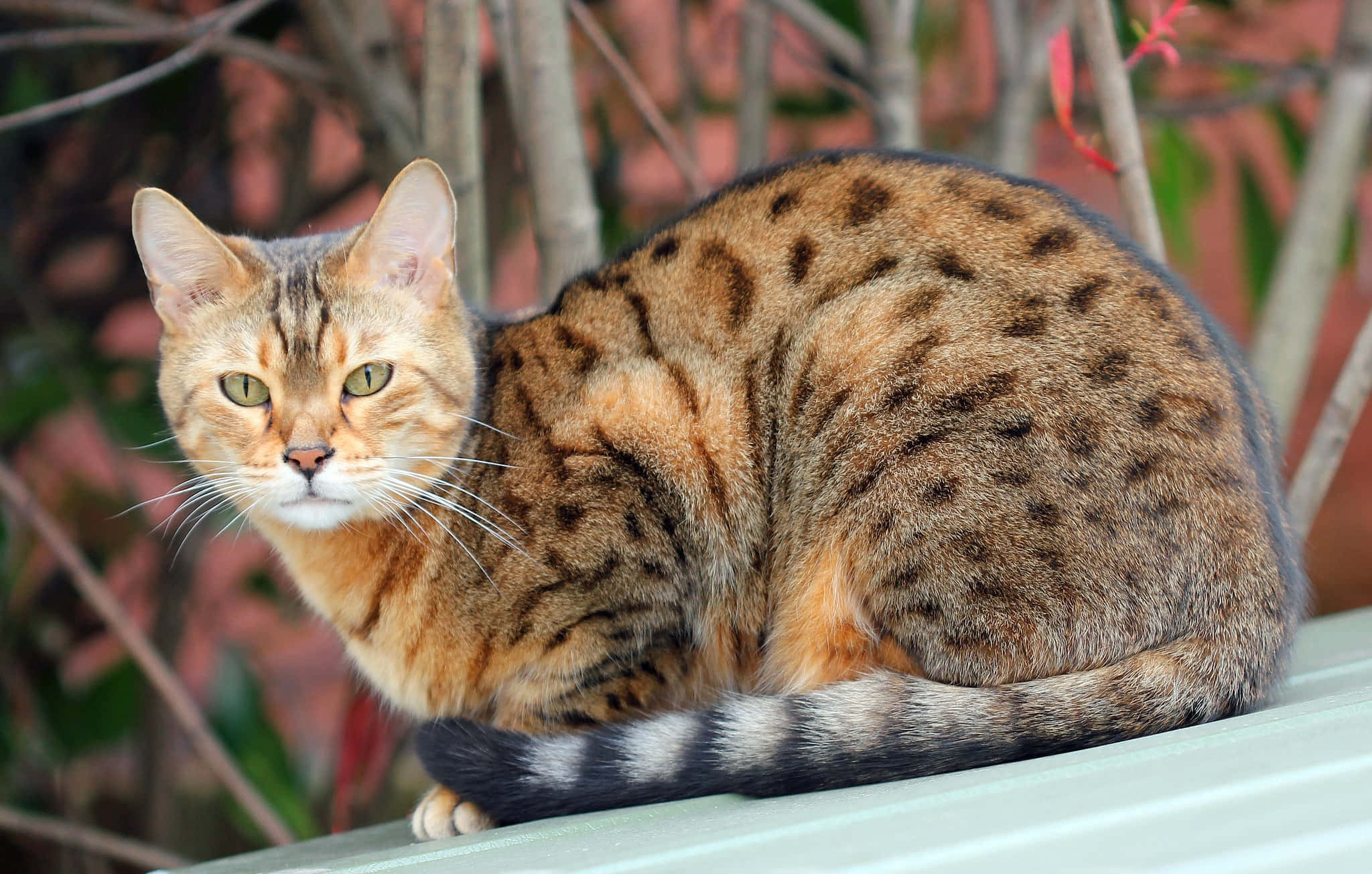 Ocicat 桌布 壁紙 — 一隻光滑的斑點貓，綠色眼睛，警覺地坐在淺綠色表面上，背景是模糊的紅色葉子。