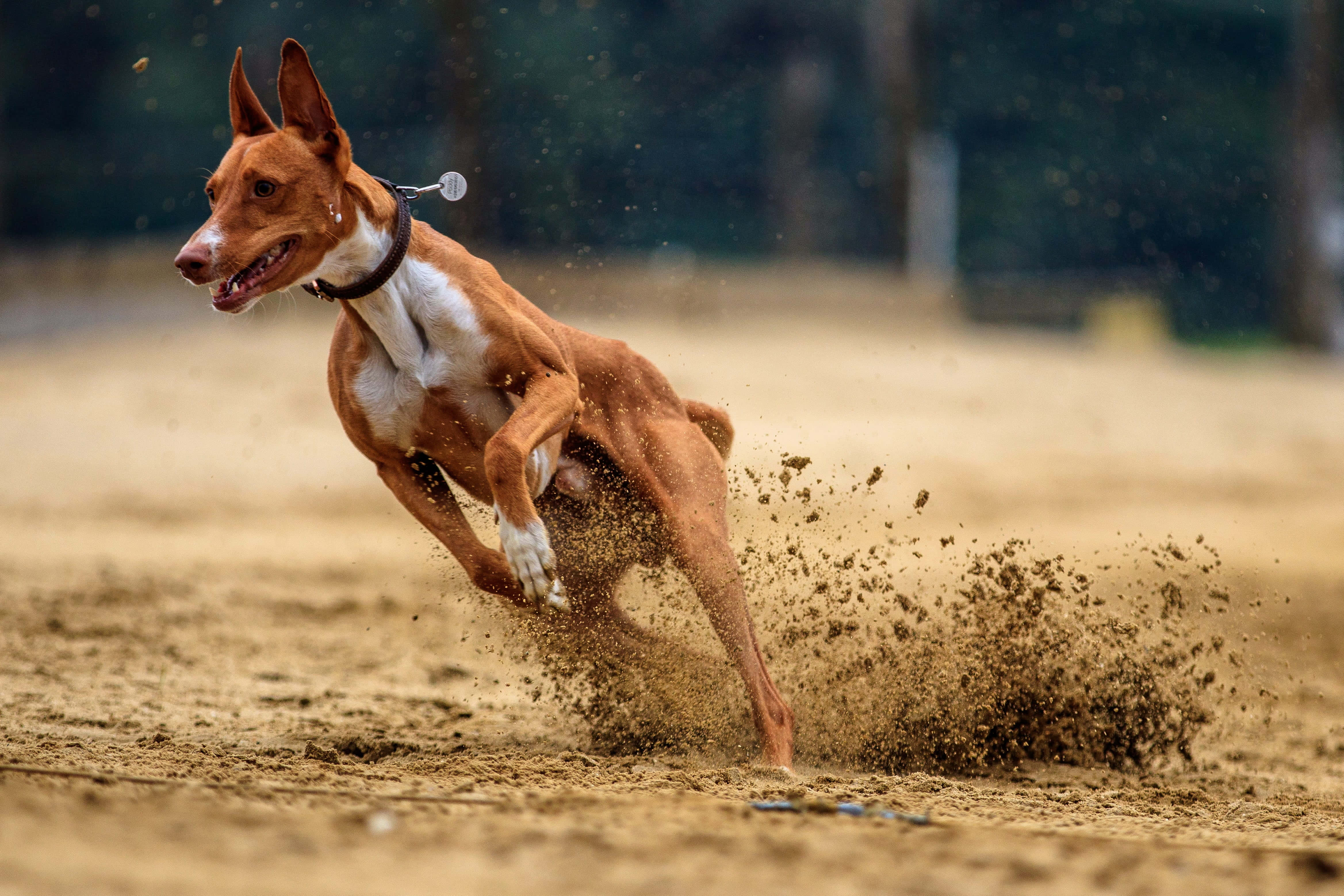 灰狗 桌布 壁紙 — 一隻光滑的棕色和白色伊比贊獵犬在沙地上疾馳，揚起一陣塵土，動作爆發力十足。