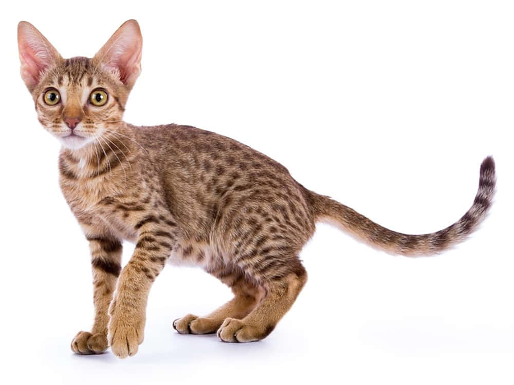 Ocicat 桌布 壁紙 — 一隻光滑的棕色斑點貓，有大耳朵和明亮的綠色眼睛，在純白色背景上警覺地站立。
