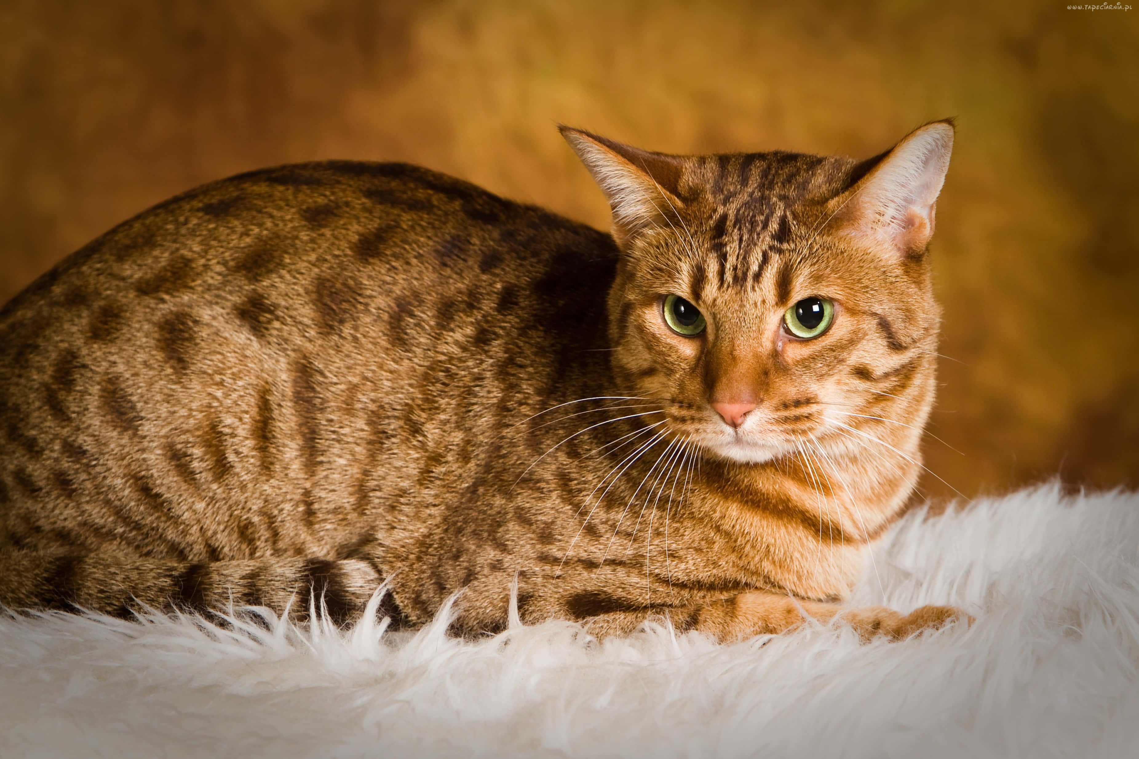 Ocicat 桌布 壁紙 — 一隻光滑的棕色斑點貓，綠色眼睛，在溫暖的金色背景下，高貴地躺在蓬鬆的白色地毯上。