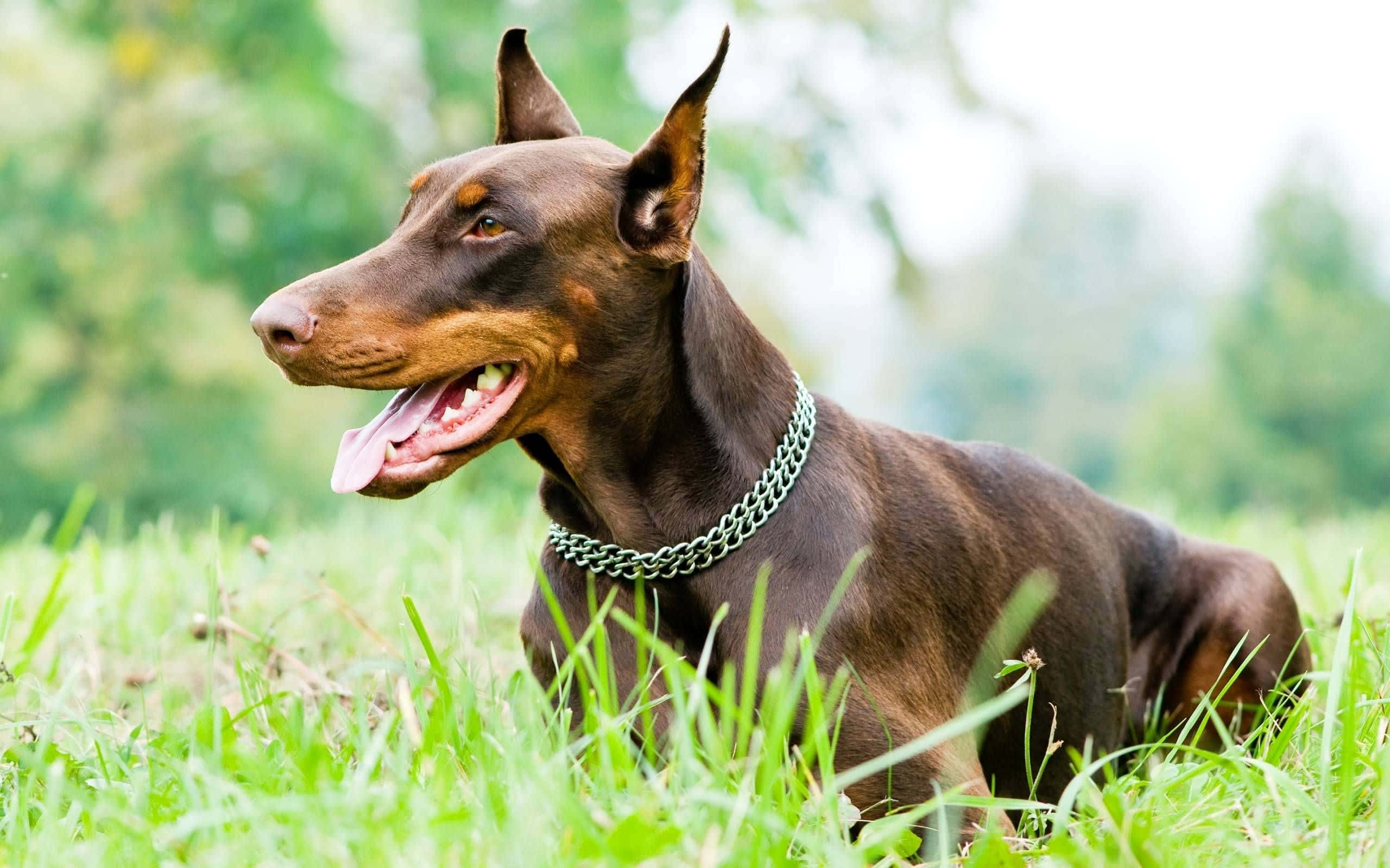Doberman 桌布 壁紙 — 一隻光滑的棕色杜賓犬戴著綠色鏈條項圈，在柔和的日光下快樂地躺在充滿活力的綠色草地上。