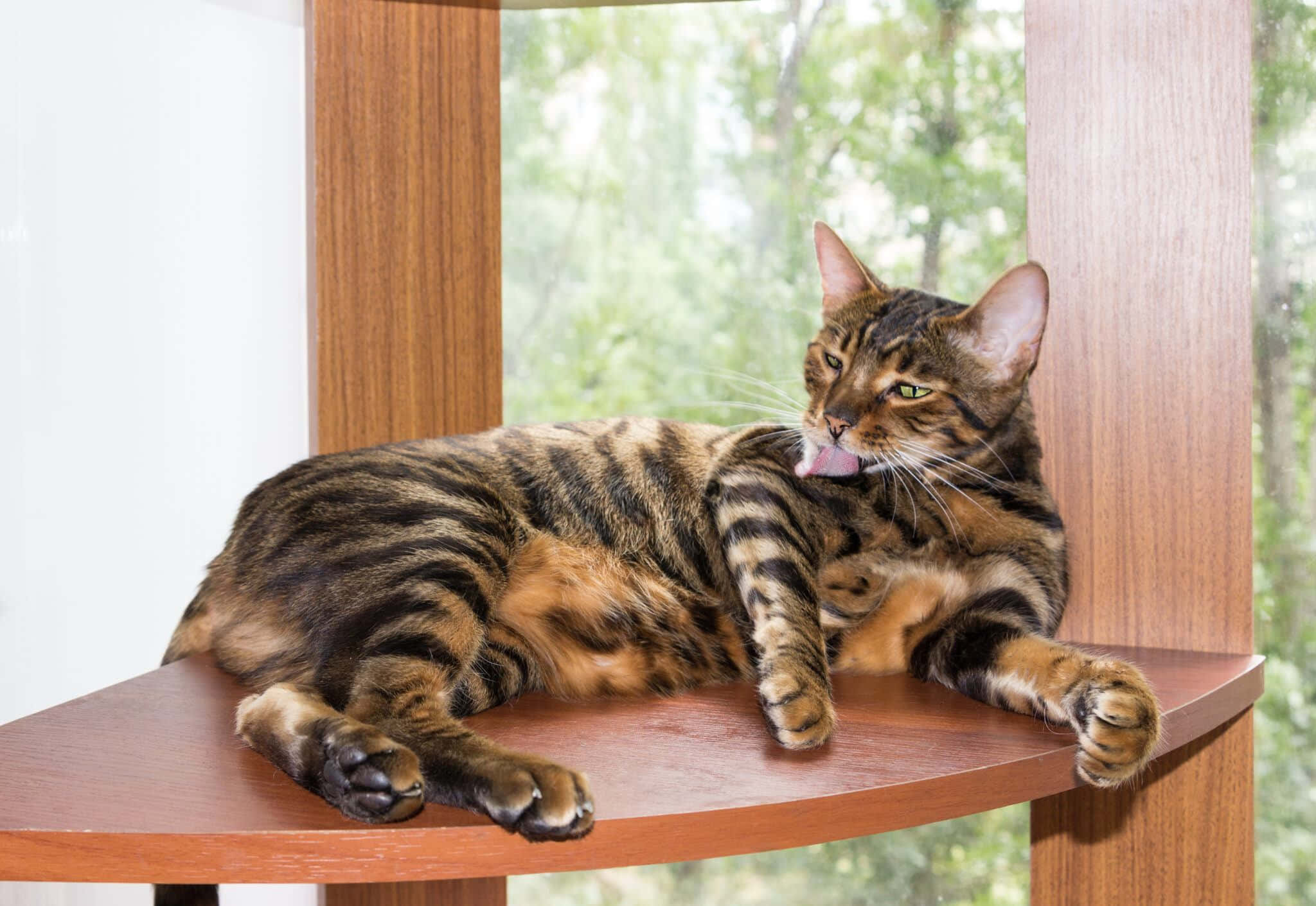 Toyger 桌布 壁紙 — 一隻光滑的棕色虎斑貓在窗邊的木棲架上休息，用粉紅色的舌頭梳理自己。