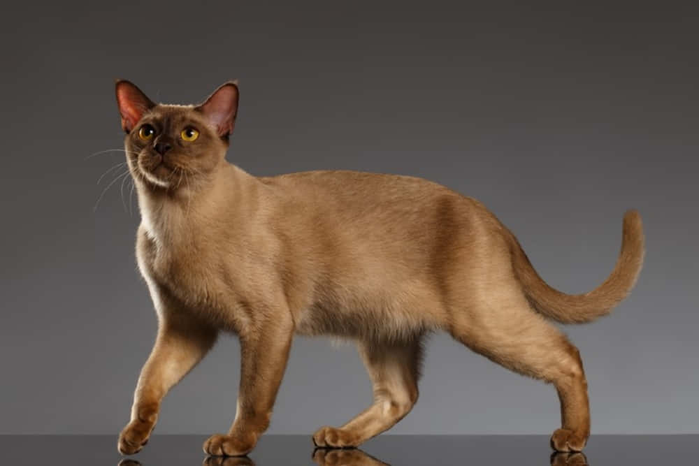 Burmese Cat 桌布 壁紙 — 一隻光滑的棕色貓咪，擁有引人注目的黃色眼睛，優雅地站在反射表面上，背景是漸變灰色。