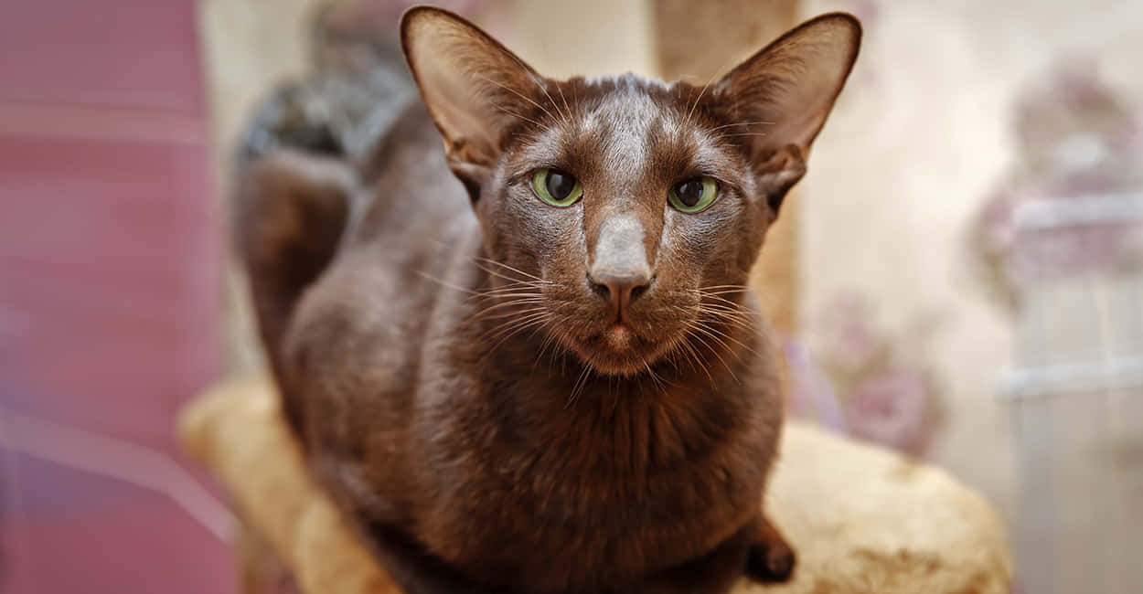 Havana Brown Cat 桌布 壁紙 — 一隻光滑的棕色貓咪，擁有引人注目的綠色眼睛，警覺地坐在木製棲木上的特寫。