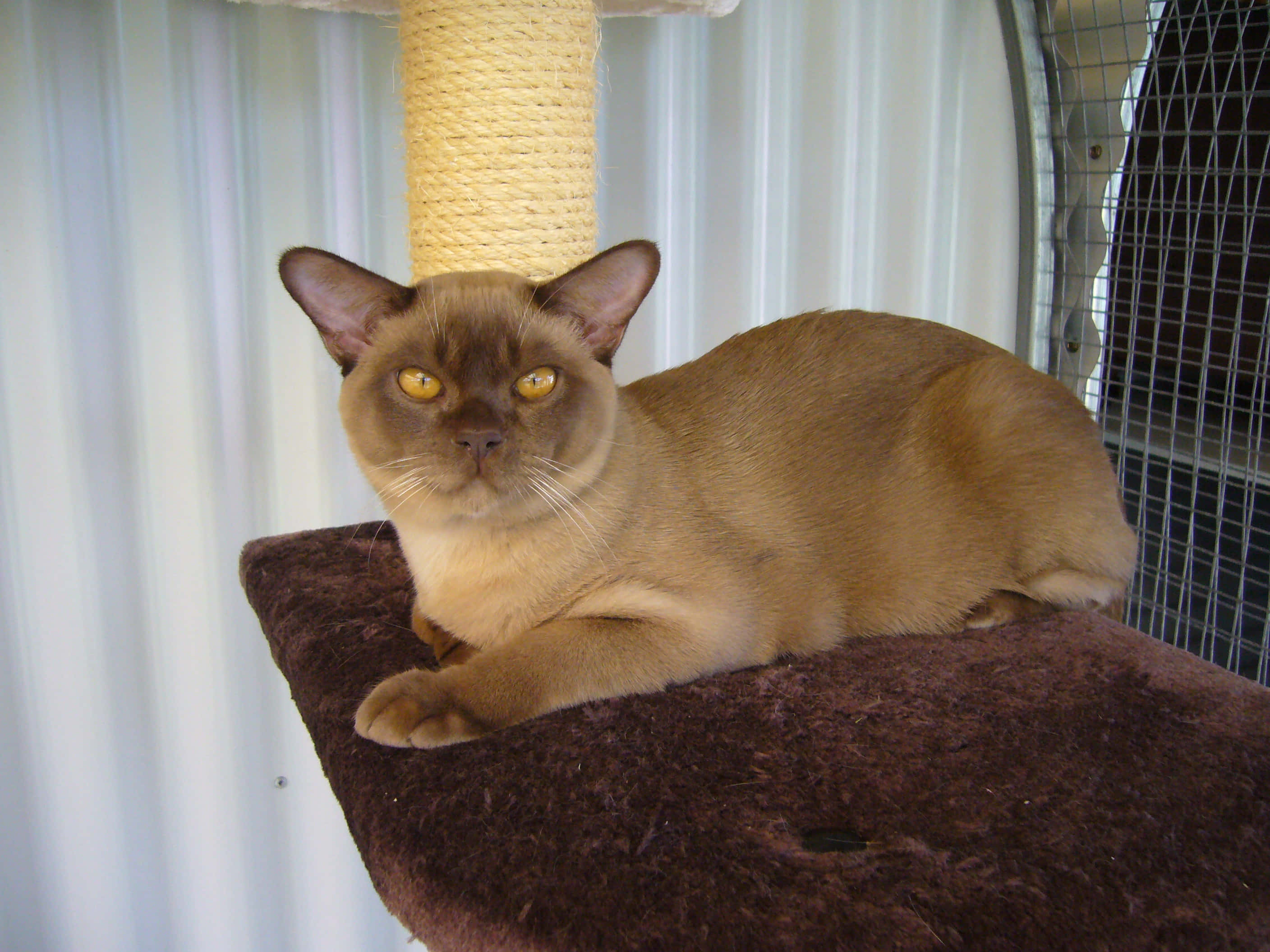 Burmese Cat 桌布 壁紙 — 一隻光滑的棕色貓咪，有著引人注目的黃色眼睛，在室內豪華的貓樹棲架上威風凜凜地休息。