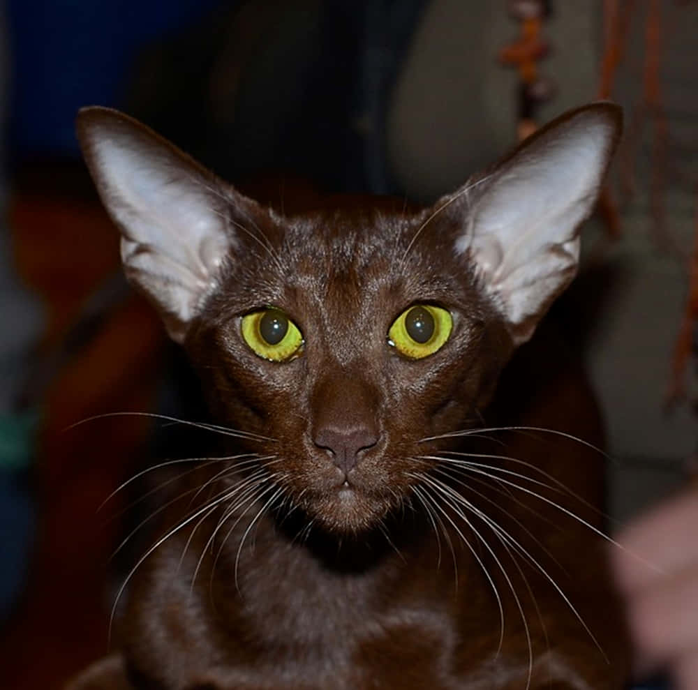 Oriental Shorthair 桌布 壁紙 — 一隻光滑的棕色貓咪特寫，擁有引人注目的黃色眼睛，在昏暗的室內環境中專注地凝視著相機。
