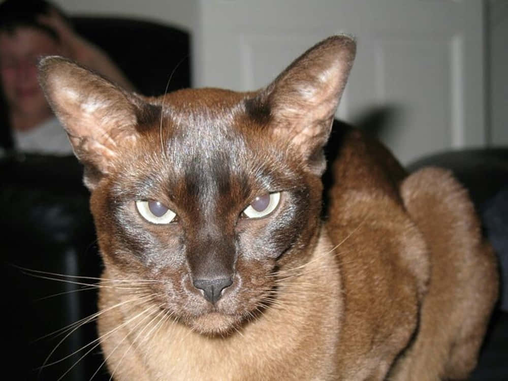 Tonkinese 桌布 壁紙 — 一隻光滑的棕色貓咪特寫，擁有引人注目的綠色眼睛，在室內專注地凝視著相機。