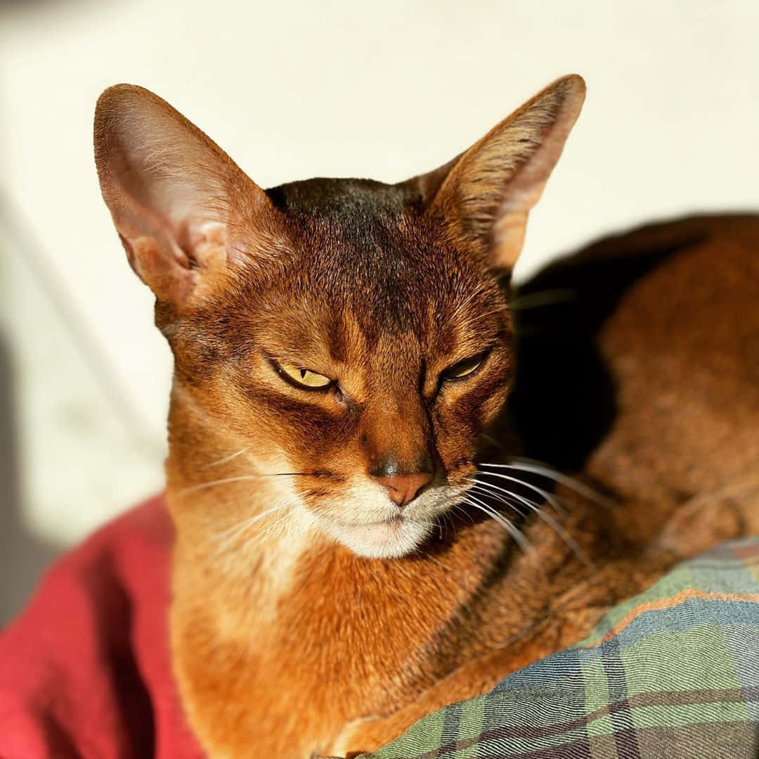 Abyssinian 桌布 壁紙 — 一隻光滑的棕色阿比西尼亞貓，擁有搶眼的黃色眼睛，在格紋毯上放鬆的特寫。