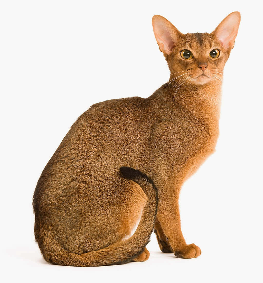 Abyssinian 桌布 壁紙 — 一隻光滑的棕色阿比西尼亞貓在純白背景前擺好姿勢坐著，牠的大耳朵和明亮的眼睛警覺著。