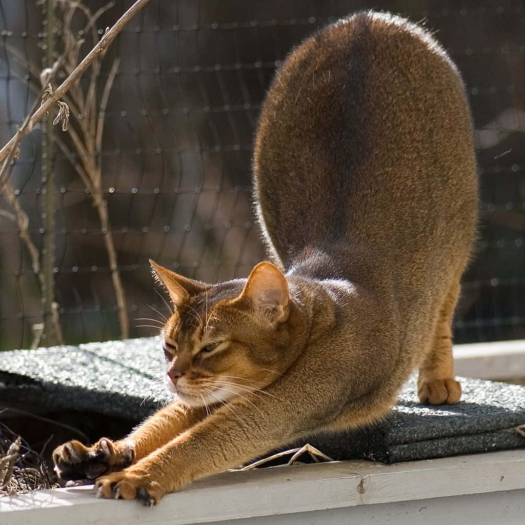 Abyssinian 桌布 壁紙 — 一隻光滑的棕色阿比西尼亞貓在陽光照射的木架子上優雅地伸展，背後有鐵絲網和光禿禿的樹枝。