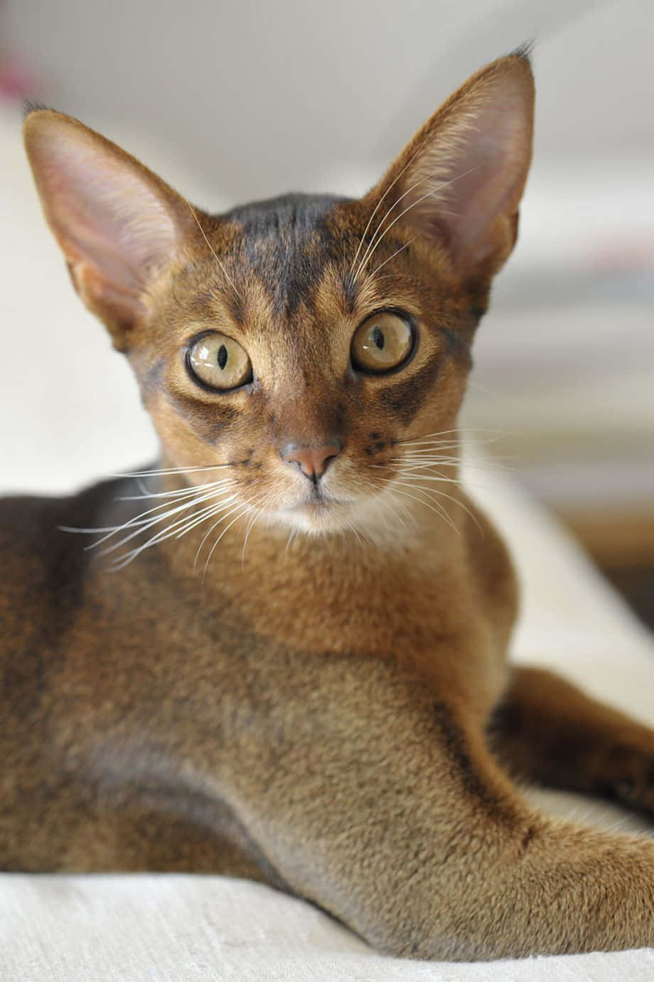 Abyssinian 桌布 壁紙 — 一隻光滑的棕色阿比西尼亞貓的特寫，牠有引人注目的綠色眼睛，直視鏡頭。