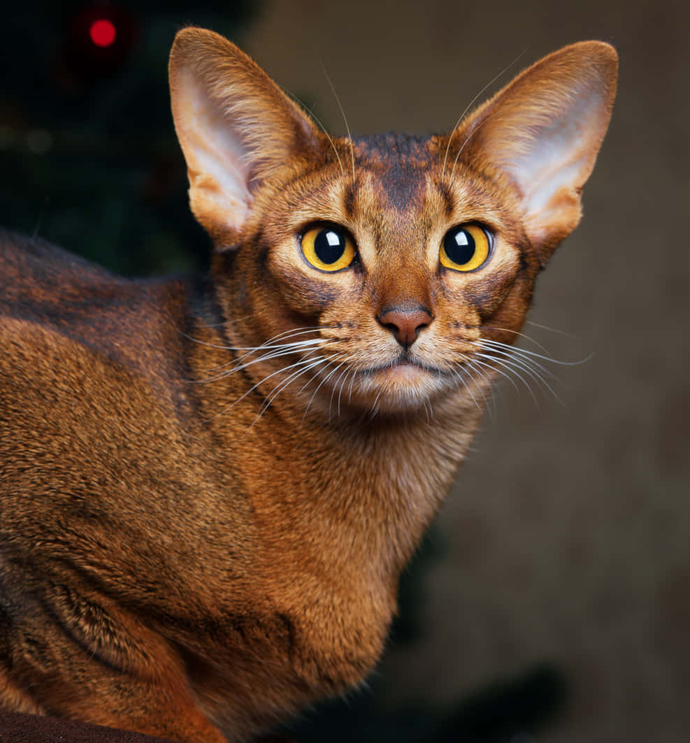 Abyssinian 桌布 壁紙 — 一隻光滑的棕色阿比西尼亞貓的特寫，牠有搶眼的黃色眼睛，正專注地看著相機。