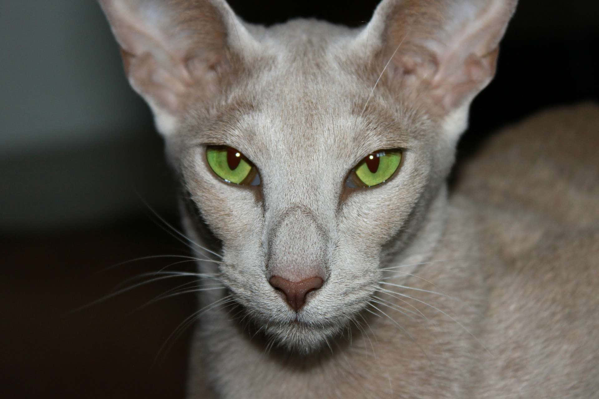 Oriental Shorthair 桌布 壁紙 — 一隻光滑的淺灰色貓咪特寫，擁有引人注目的綠色眼睛，在昏暗的環境中專注地看著鏡頭。